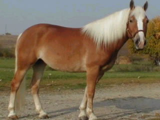 Beaus Superman - Haflinger Horses